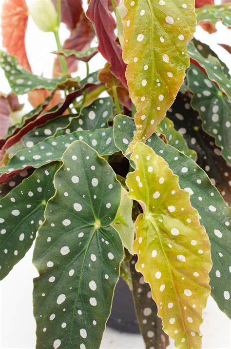 Spotted Begonia Begonia Maculata Begonia Maculata Plants Begonia