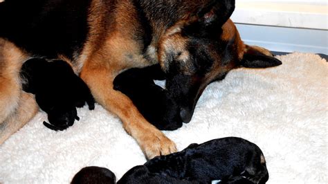 If so, you're in the right place! Newborn German Shepherd Puppies - German Choices