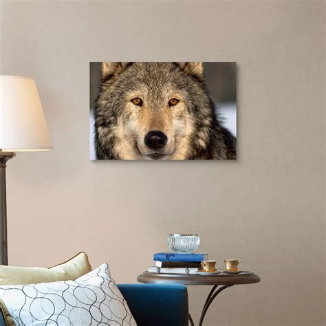 Portrait Of Grey Wolf Captive Alaska Se Winter Wall Art Canvas Prints