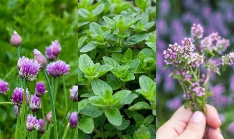 35 Perennial Herbs To Plant Once And Enjoy For Years 2022