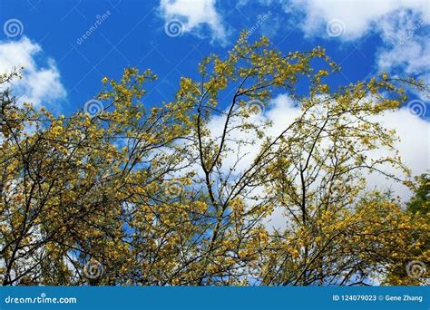Yellow Palo Verde Flowering Tree Stock Image Image Of Tree Diego