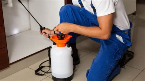 Everything About Pest Removal And Why Hiring Pest Eliminators Is Vital