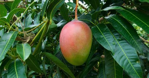 Дерево манго - особенности полива, обрезки и подкормки ...