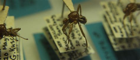 It is a true fly, in the order diptera, placed in its own genus, mystacinobia, and its own family, mystacinobiidae. New Zealand's flightless hitch-hiking bat-fly | Auckland Zoo