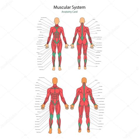 Human Anatomy Muscles Diagram Women