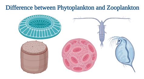 Phytoplankton Vs Zooplankton Definition 17 Differences Examples