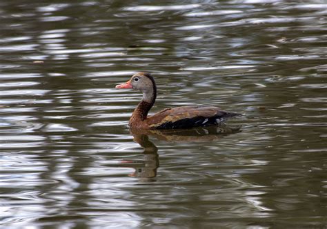 Black Bellied Whistling Duck Photographed In New Orleans L Flickr