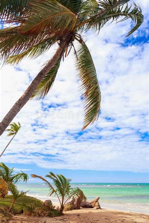 Tropical Caribbean Beach With Palm Tree Above The Sea Stock Photo