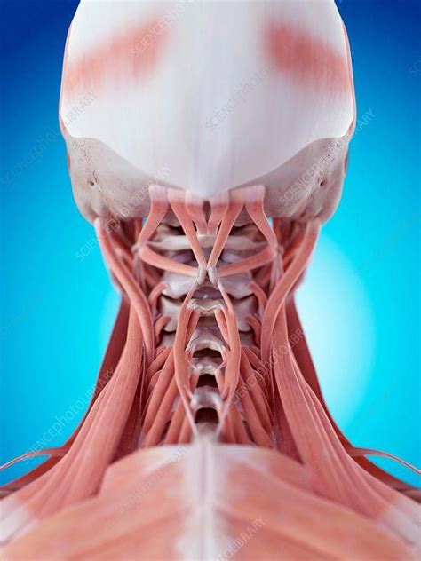 Striated Shoulderneck Muscles In Humans Muscles Of The Shoulder And