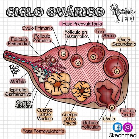 Ciclo Ovárico Desarrollo Folicular Ovulación Fisiologia Ginecologia