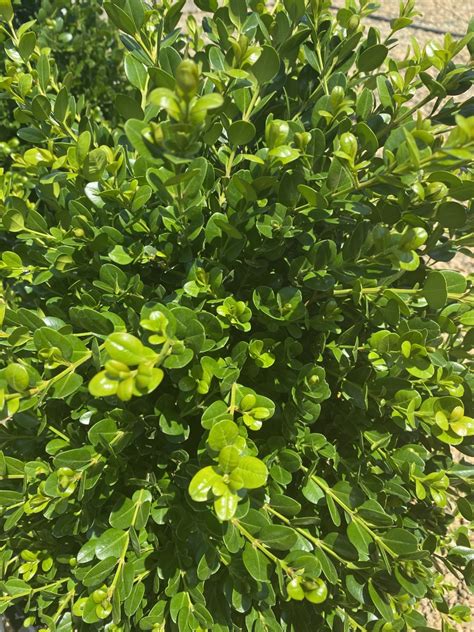 Buxus Microphylla ‘faulkner Piedmont Carolina Nursery