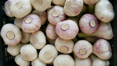 Fresh Garlic - vege land