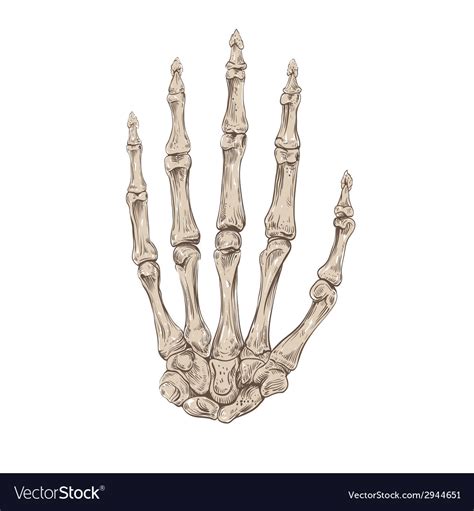 Skeleton Hand Line Drawing
