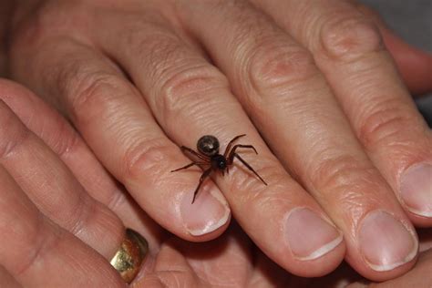 Which spider bites can be fatal? Guest Post: The False Scourge of the False Widow - The ...