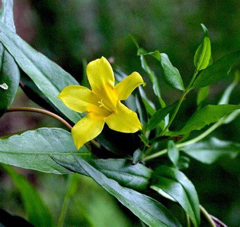 Seinet Portal Network Gelsemium Sempervirens