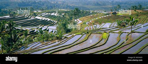 Indonesia Bali Subak Irrigation System Listed As World Heritage By Unesco Rice Field Stock