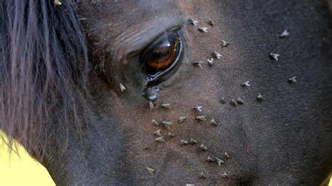 Equine Encephalitis Causes Symptoms And Treatment My Animals