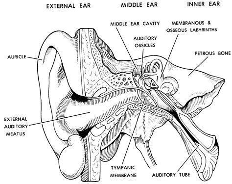 Parts Of The Ear Drawing At Explore Collection Of