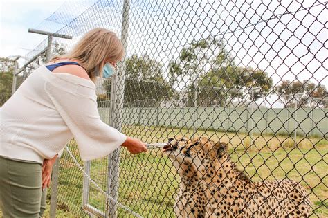 Cheetah Encounter At The Halls Gap Zoo In The Grampians