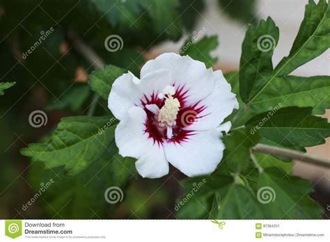 White Rose Of Sharon In The Garden Stock Image Image Of Rain