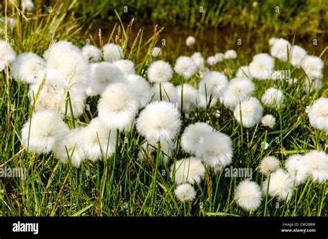 Arctic Cotton Grass Eriophorum Longyearbyen Spitsbergen Svalbard Norway