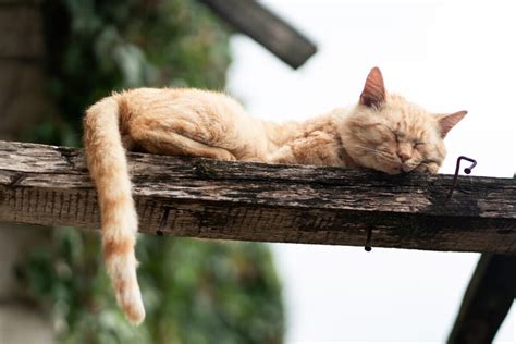 How Long Do Cats Sleep And Is It Normal For A Cat To Sleep All Day 2023