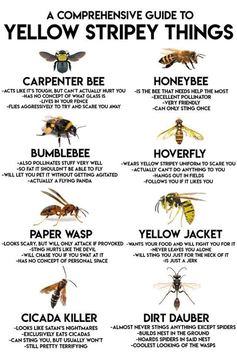 Guide To All Different Types Of Bees Coolguides