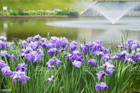 Iris Garden In Shirasagi Park Stock Photo Download Image Now Acorus