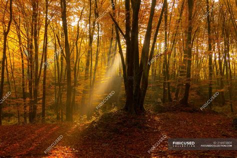 Sunlight Beaming Through Crowns Of Trees In Amazing Autumn Forest