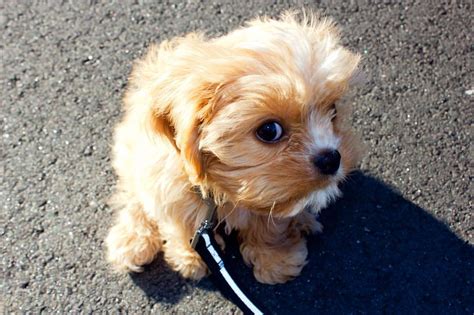 7 am to 4 pm. Cavapoo Puppies For Sale | Central San Jose, CA #284726