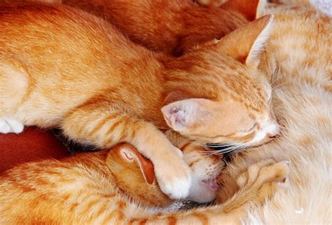 Premium Photo Cat Nursing Her Kittens