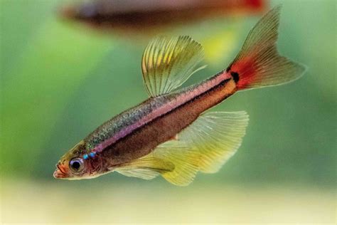 White Cloud Mountain Minnow (2.5 CM) - Universal Aquatics | Tropical