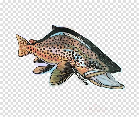 Trout Clipart Brown Trout Trout Brown Trout Transparent Free For