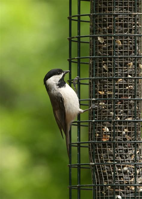 Top 20 Backyard Birds In Maryland Free Identification Printable