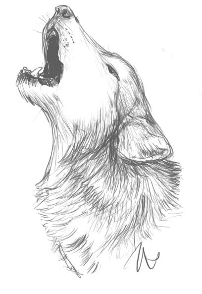 Howling Wolf Sketch By Flashf0x On Deviantart