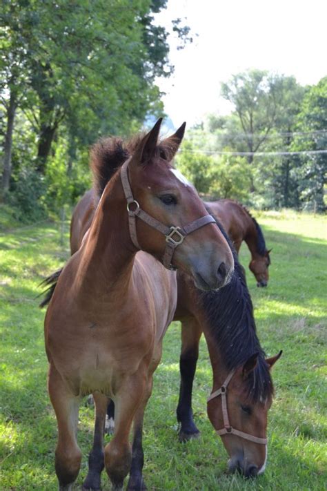 Free Images Pasture Rein Stallion Mane Fauna Bridle Horses