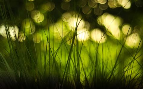 Grass And Blurred Bokeh Lights Hd Nature Wallpaper Hd