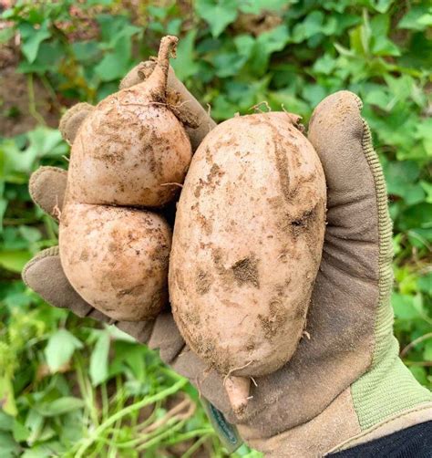 Okinawan Sweet Potatoes How To Plant Grow Hawaiian Purple Sweet