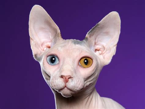 Sphynx Cat Wallpapers Pets Cute And Docile