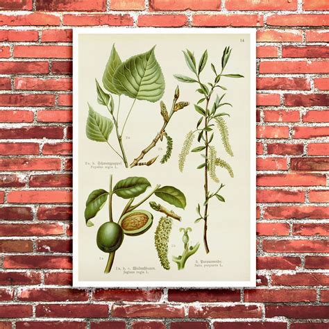 3 Medicinal Plants | Vintage Botanical Illustration | Just Posters