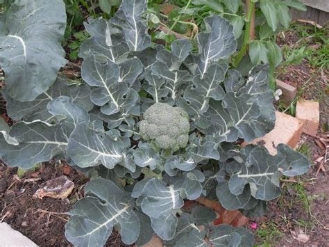 How To Grow Broccoli Ground To Ground