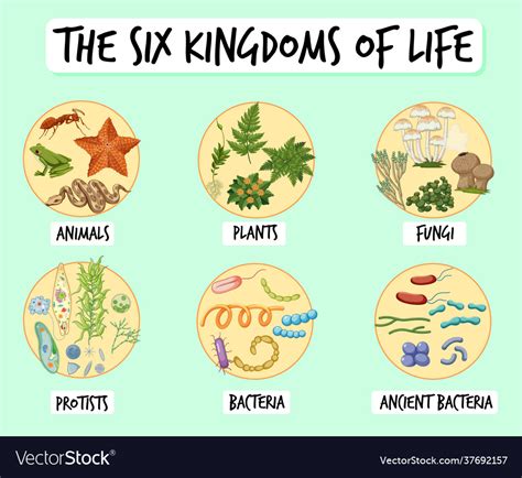 Information Poster Six Kingdoms Life Royalty Free Vector