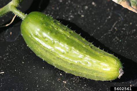 Cucumber Cucumis Sativus