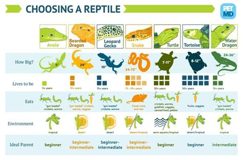 Enjoying Your Reptile Pet #ReptileCare with petMD | Pet lizards