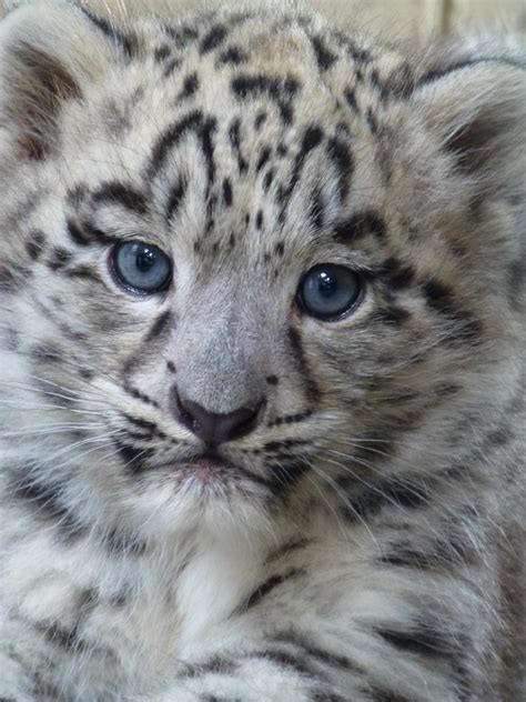 Male Snow Leopard Cub A Photo On Flickriver