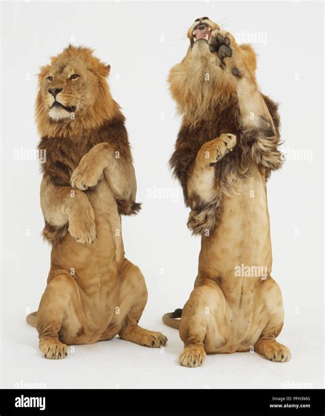 Two Lions Panthera Leo Standing Upright On Their Hind Legs Front