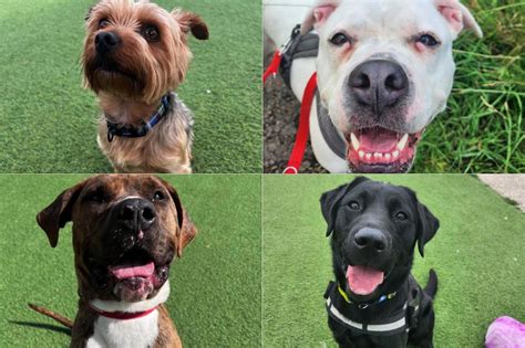 Sheffield Rescue Dogs Meet The 12 Loving Dogs Looking For Adoption At