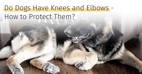 Do Dogs Have Knees And Elbows And How To Protect Them Medrego