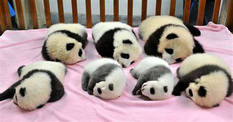 10 Ultra Cute Panda Facts Oh K Oh K Us