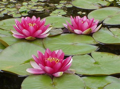 Water Lily Gloriosa Is A Hot Pink Dwarf Hardy Water Lily Lily Pads